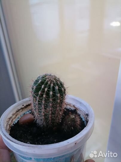 Кактуса детки