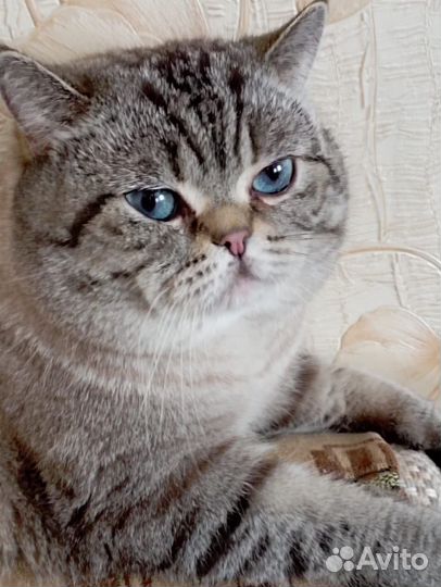 Кошки породистые