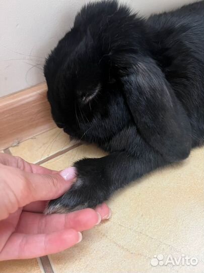 Кролик баран вислоухий