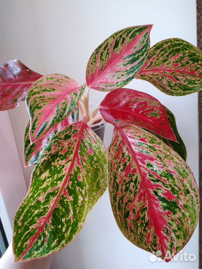 Аглаонема Пинкат