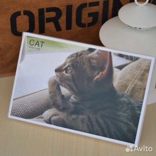 Открытки фото с котами