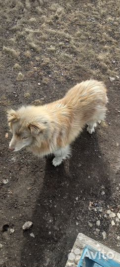 Маламут помесь