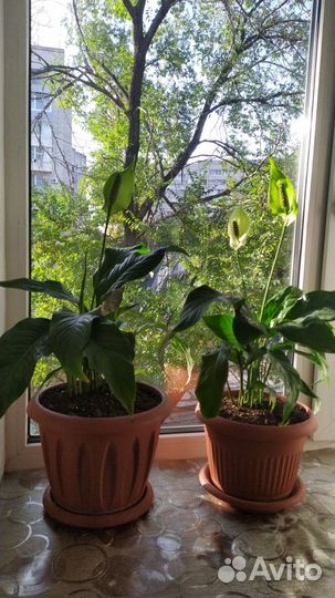 Спатифиллум