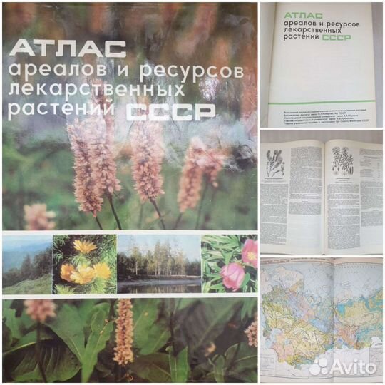 Кулинария, животные, цветы, искусство, история