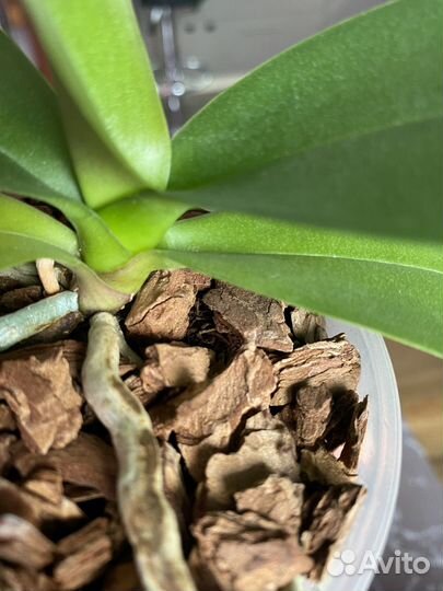 Орхидея фаленопсис Heat Wave