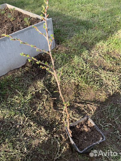 Крыжовник «Грушенька»