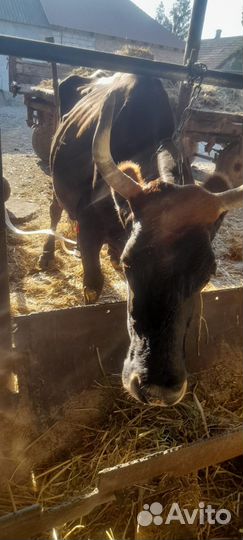 Коровы дойные молочные