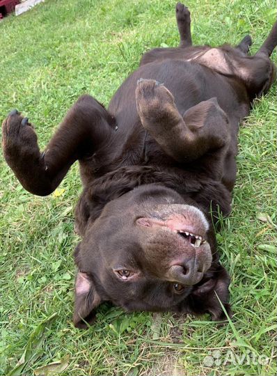 Кинолог. Воспитание, корректировка поведения