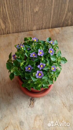 Экзакум (Персидская фиалка)