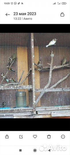 Птицы певчие