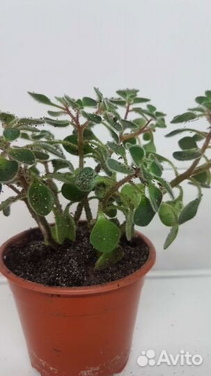 Живые цветы в горшках