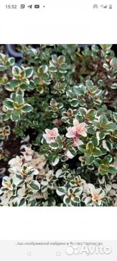 Тимьян(чабрец) вариегатный