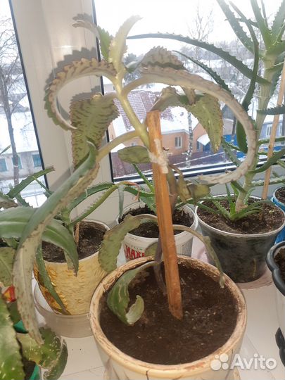 Комнатные растения