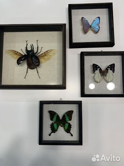 Набор 3 бабочки и жук