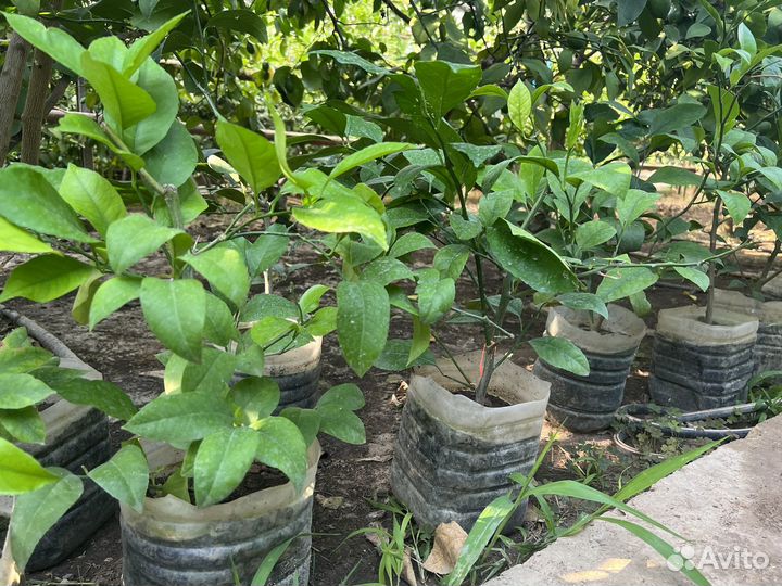 Лимонное дерево