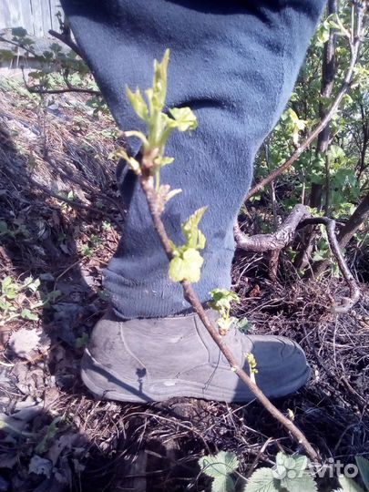 Саженцы крупноплодной черной смородины