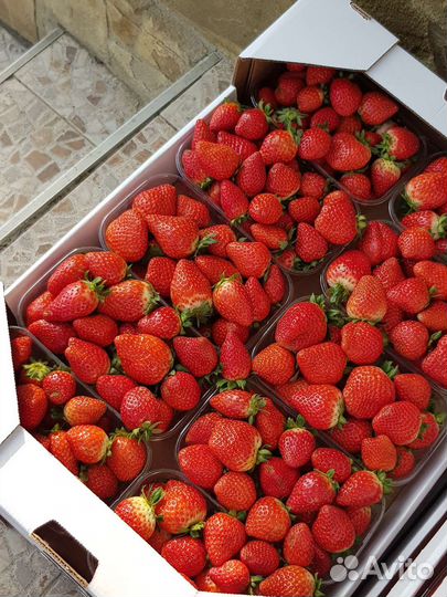 Рассада ремонтантной клубники