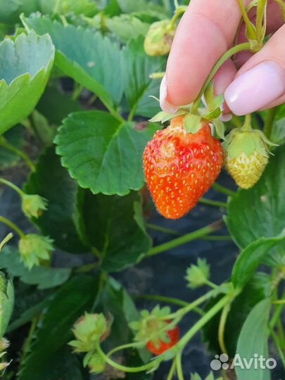 Рассада ремонтантной клубники