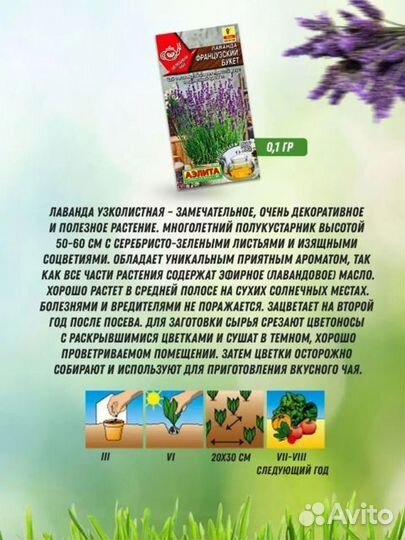 Лаванда сортовая узколистная (предзаказ)