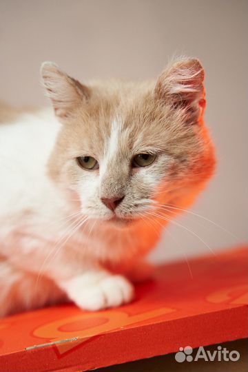 Дачник ищет дом