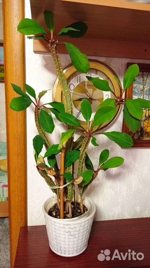 Комнатные растения разные