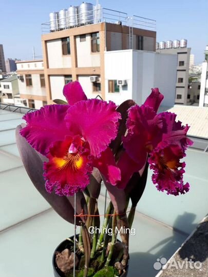 Орхидея Каттлея.Village Chief Tearoom