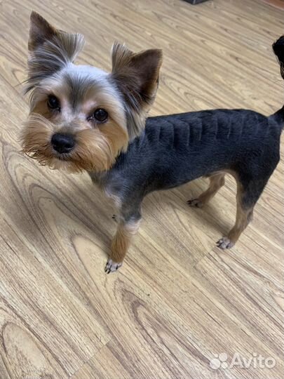 Йоркширский терьер вязка