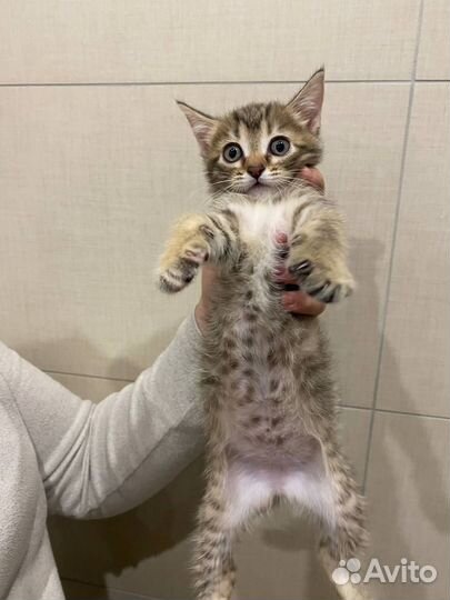 Котенок девочка