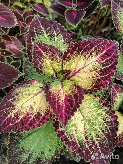 Колеусы вегетативные