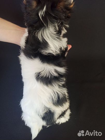 Мини бивер мальчик