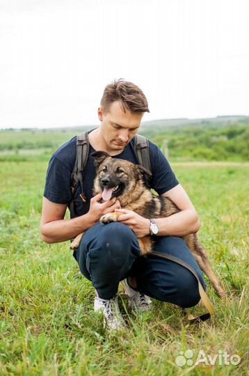 Собака из приюта в добрые руки бесплатно