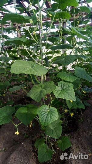 Огурцы домашние