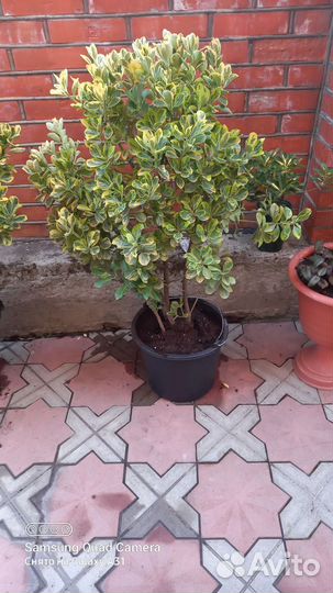 Бересклет японский