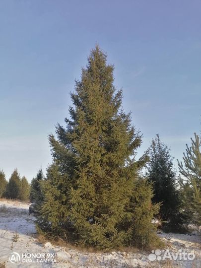 Ель крупномер 8,4 m