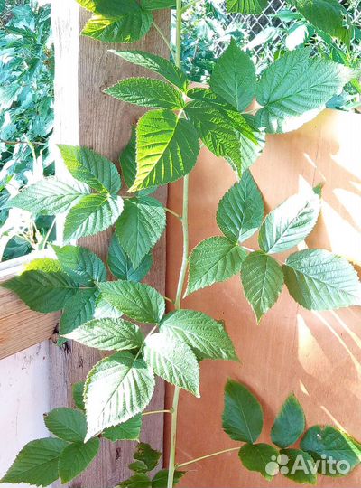 Саженцы малины