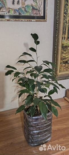 Молодое деревце