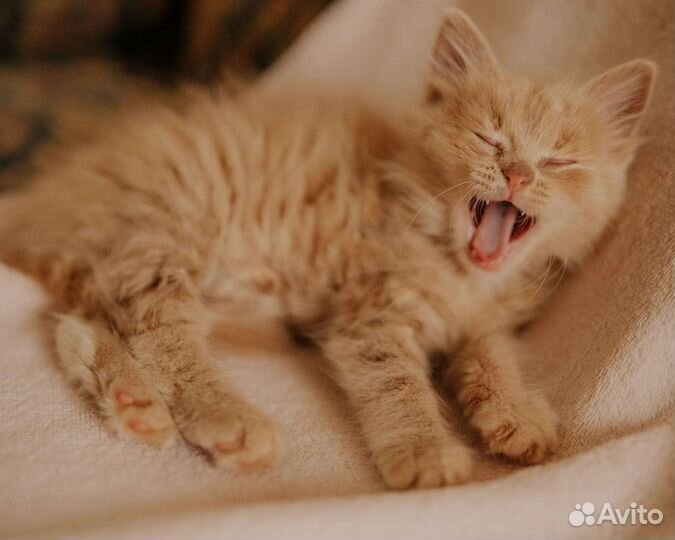 Пушистый рыжий котенок в дар 1,5 мес