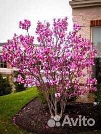 Магнолия, семена