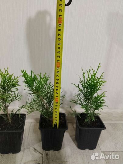 Туя западная Смарагд, Брабант