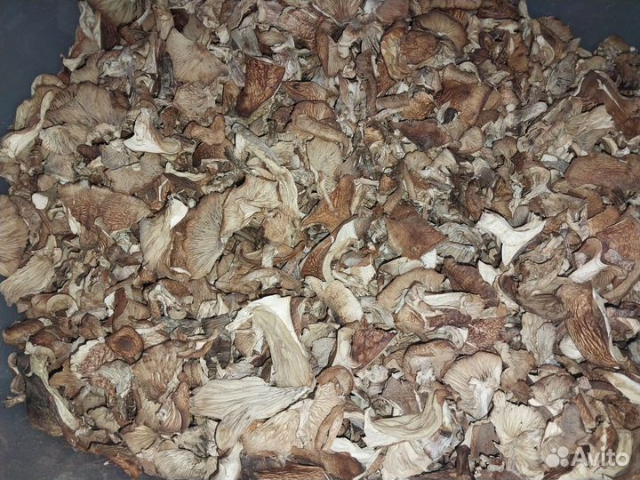 Сушеные подосиновики коровники с опятами