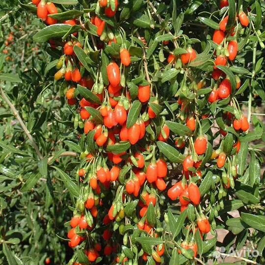 Саженцы плодовых культур