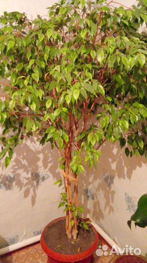 Фикус бенджамина большой