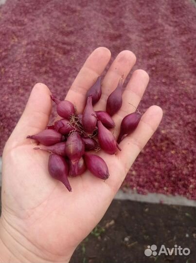 Лук севок кармен