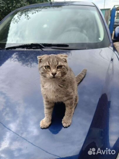 Кошка в дар