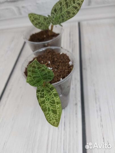 Макодес петола