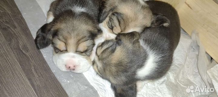 Щенки бигль