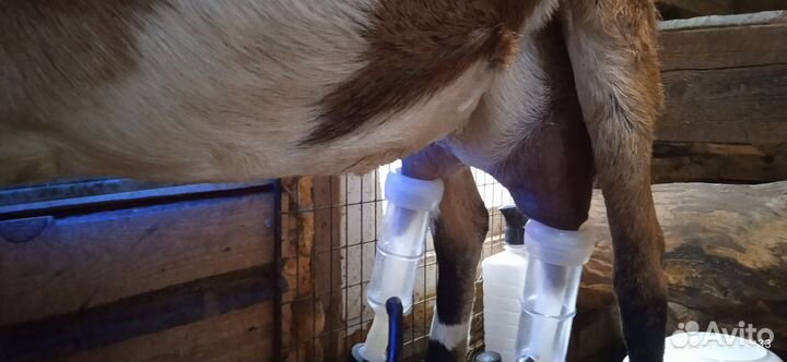 Козье молоко