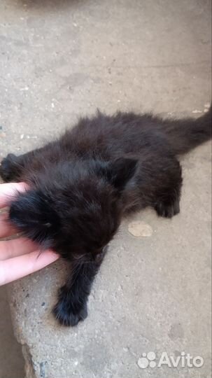 Котëнок в добрые руки
