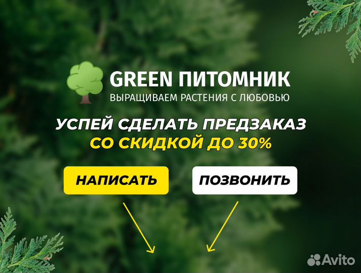 Туя Брабант