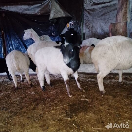 Овцы бараны ягнята дорпер